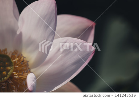 A beautiful close-up of a lotus flower A beautiful close-up of a lotus flower 141243539