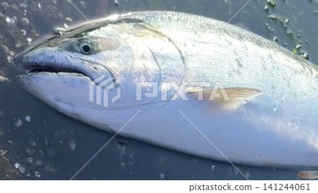北海道捕獲的櫻鮭魚照片 141244061