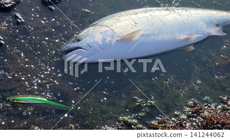 北海道捕獲的櫻鮭魚照片 141244062