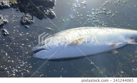 北海道捕獲的櫻鮭魚照片 北海道捕獲的櫻鮭魚照片 141244065
