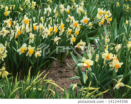 Garden Bed with Blooming Narcissus Daffodils in Spring Garden Bed with Blooming Narcissus Daffodils in Spring 141244306