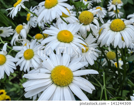 White Daisy Flowers with Yellow Centers Blooming in Garden 141244309