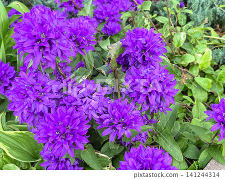 Dense purple campanula glomerata clusters blooming in lush green garden bed Dense purple campanula glomerata clusters blooming in lush green garden bed 141244314