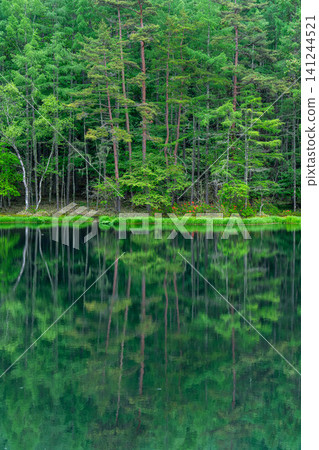 [Fresh Greenery Material] Fresh Greenery at Mishaka Pond [Nagano Prefecture] 141244521