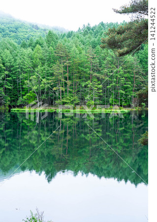 [Fresh Greenery Material] Fresh Greenery at Mishaka Pond [Nagano Prefecture] 141244522
