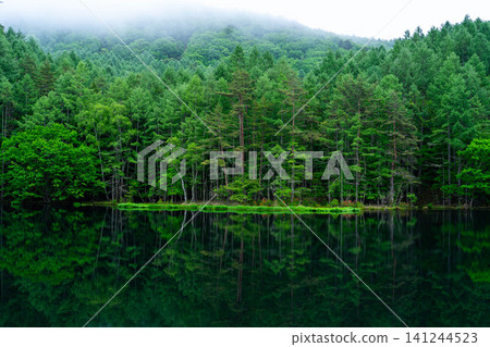 【新鮮綠植素材】三鹿池的新鮮綠植【長野縣】 【新鮮綠植素材】三鹿池的新鮮綠植【長野縣】 141244523
