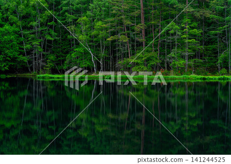 [Fresh Greenery Material] Fresh Greenery at Mishaka Pond [Nagano Prefecture] 141244525