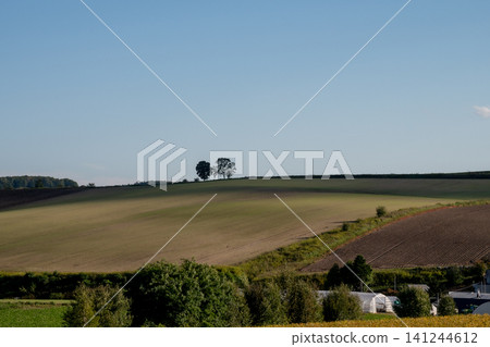 Trees standing on a hill in a field on a sunny summer day 141244612