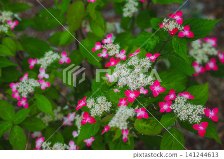 Colors [Hydrangea] 141244613
