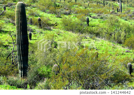 Old Saguaro Cactus Sonora desert Arizona Old Saguaro Cactus Sonora desert Arizona 141244642
