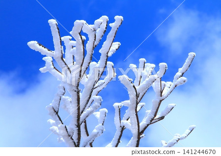 Hoarfrost (winter image) Hoarfrost (winter image) 141244670