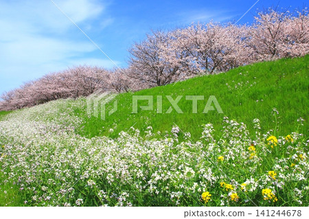 Full of spring (spring image) Full of spring (spring image) 141244678