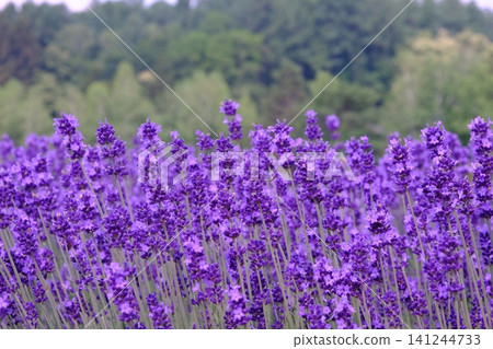 A landscape of lavender fields stretching out in vibrant purple. A landscape of lavender fields stretching out in vibrant purple. 141244733