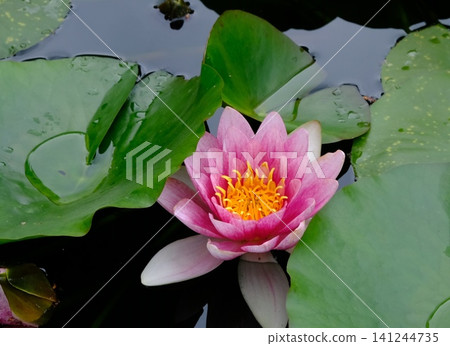 Pink water lilies blooming amidst green leaves Pink water lilies blooming amidst green leaves 141244735