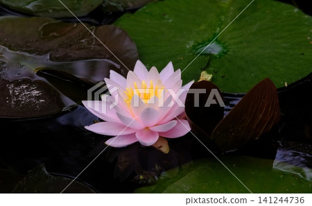 Pale pink water lilies blooming in a quiet pond Pale pink water lilies blooming in a quiet pond 141244736