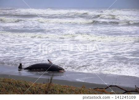 The end of a whale in the Sea of Okhotsk The end of a whale in the Sea of Okhotsk 141245109