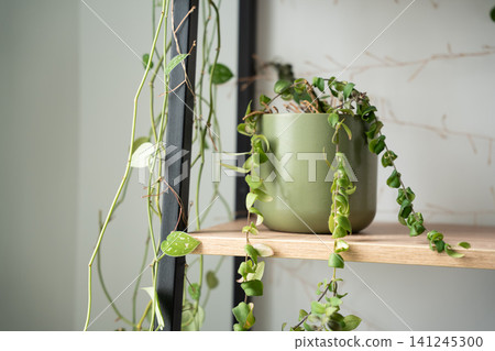 Trailing houseplant in green pot on minimalist wooden shelf. Indoor gardening biophilic interior and stylish home decor Trailing houseplant in green pot on minimalist wooden shelf. Indoor gardening biophilic interior and stylish home decor 141245300