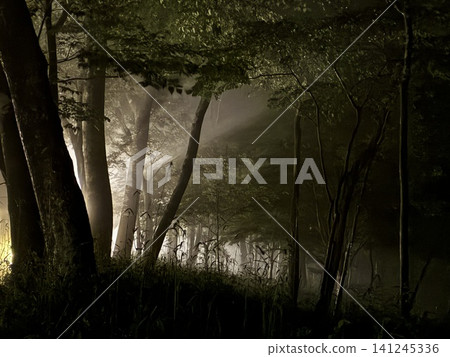 Light illuminating the misty night forest Light illuminating the misty night forest 141245336