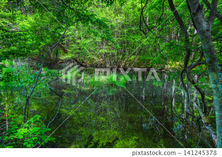 Mysterious Swamp [Nagano Prefecture] 141245378