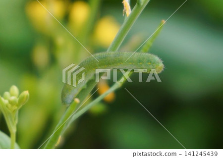 Caterpillar, green caterpillar, larva, bok choy Caterpillar, green caterpillar, larva, bok choy 141245439