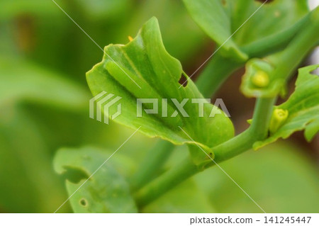 Caterpillar, green caterpillar, larva, bok choy 141245447
