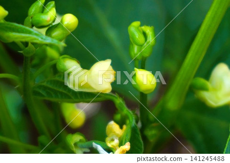 Green beans (bush variety) Green beans (bush variety) 141245488