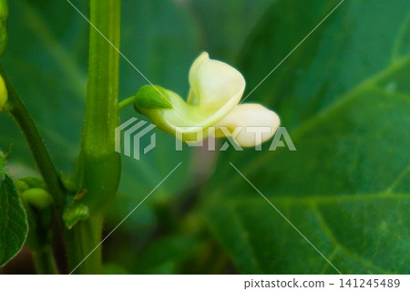 Green beans (bush variety) Green beans (bush variety) 141245489