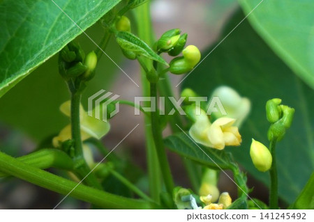 Green beans (bush variety) Green beans (bush variety) 141245492
