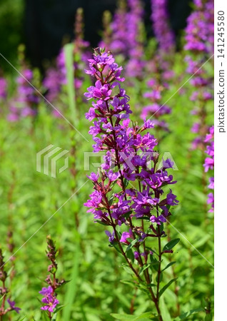 Lythrum salicaria (Lythraceae family), Myrtaceae order. Lythrum salicaria (Lythraceae family), Myrtaceae order. 141245580