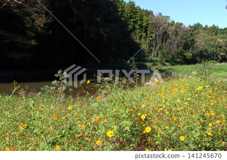 Koma River and yellow cosmos flowers in early autumn (Kinchakuda, Hidaka City, Saitama Prefecture) Koma River and yellow cosmos flowers in early autumn (Kinchakuda, Hidaka City, Saitama Prefecture) 141245670