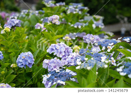 A beautiful display of pale purple ball-shaped hydrangeas and blue lacecap hydrangeas. A beautiful display of pale purple ball-shaped hydrangeas and blue lacecap hydrangeas. 141245679