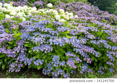 A flock of blue and purple birds, crowned with white. A flock of blue and purple birds, crowned with white. 141245700