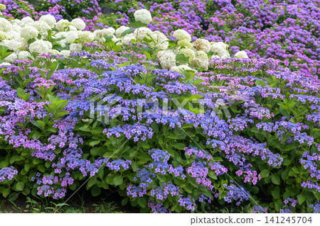 Blue waves undulating beneath the white Annabelle hydrangeas Blue waves undulating beneath the white Annabelle hydrangeas 141245704