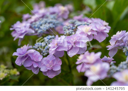 重瓣紫藤花和淡藍色花苞 重瓣紫藤花和淡藍色花苞 141245705