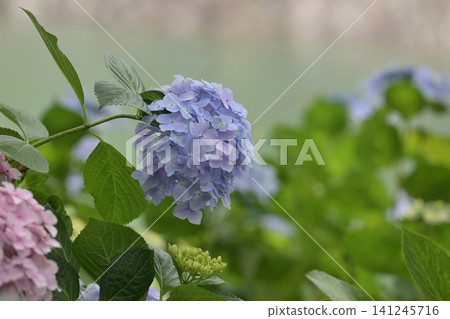 枝條頂端,藍色的球狀花朵搖曳生姿。 枝條頂端,藍色的球狀花朵搖曳生姿。 141245716