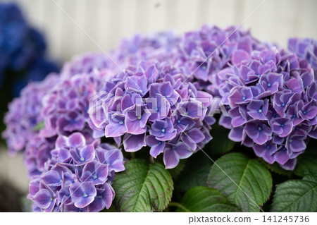 Violet ball flowers bathed in cool light Violet ball flowers bathed in cool light 141245736