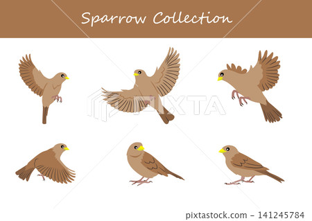sparrow collection. sparrow in different poses sparrow collection. sparrow in different poses 141245784