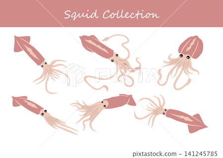squid collection. squid in different poses squid collection. squid in different poses 141245785