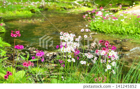 Primroses and a stream blooming at Senjugahama beach in Oku-Nikko, Nikko City, Tochigi Prefecture Primroses and a stream blooming at Senjugahama beach in Oku-Nikko, Nikko City, Tochigi Prefecture 141245852
