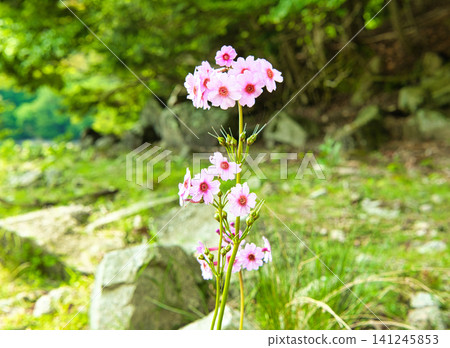 Primroses blooming at Senjugahama beach in Oku-Nikko, Nikko City, Tochigi Prefecture. Primroses blooming at Senjugahama beach in Oku-Nikko, Nikko City, Tochigi Prefecture. 141245853