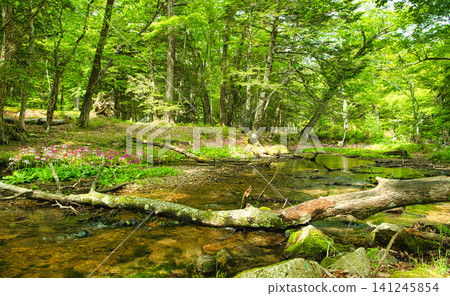 Primroses and a stream blooming at Senjugahama beach in Oku-Nikko, Nikko City, Tochigi Prefecture Primroses and a stream blooming at Senjugahama beach in Oku-Nikko, Nikko City, Tochigi Prefecture 141245854