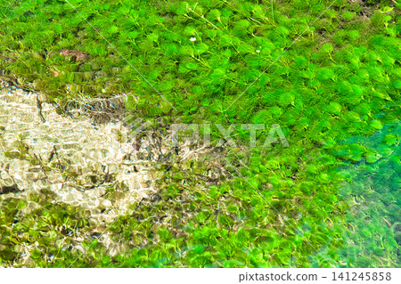 Water crowfoot swaying in the clear stream of Oku-Nikko, Nikko City, Tochigi Prefecture. Water crowfoot swaying in the clear stream of Oku-Nikko, Nikko City, Tochigi Prefecture. 141245858