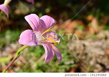 假番紅花(石蒜科),風雨蘭屬。 假番紅花(石蒜科),風雨蘭屬。 141245860