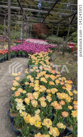 玉紫苑:春意盎然的花園景色,五彩繽紛的鬱金香競相綻放。 玉紫苑:春意盎然的花園景色,五彩繽紛的鬱金香競相綻放。 141245955