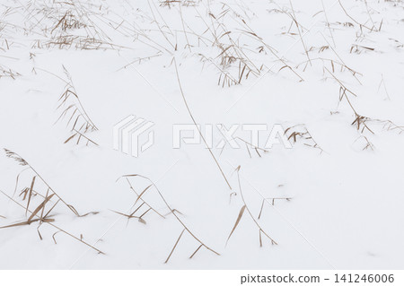 A minimalist winter landscape showing dried grass 141246006