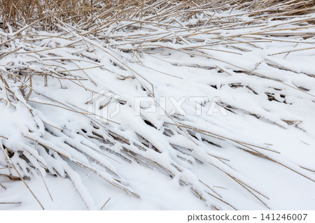 A close-up winter landscape of dry reeds and grasses A close-up winter landscape of dry reeds and grasses 141246007