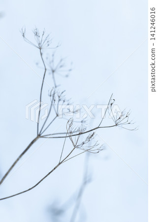 Frozen dry flowers of ground elder Frozen dry flowers of ground elder 141246016