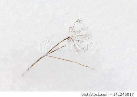 Frozen dry flowers of ground elder are on white snow Frozen dry flowers of ground elder are on white snow 141246017