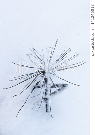 A snow-covered dried branch with curled dead leaves A snow-covered dried branch with curled dead leaves 141246018