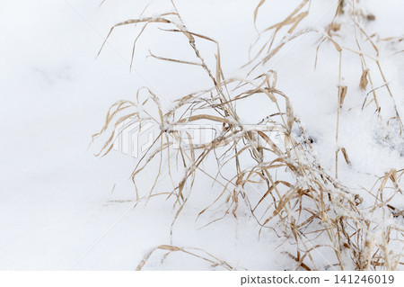 Dried grass stems dusted with fresh snow Dried grass stems dusted with fresh snow 141246019
